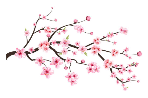 Cherry Blossom Blooming Flower Vector: Graphic Templates Review