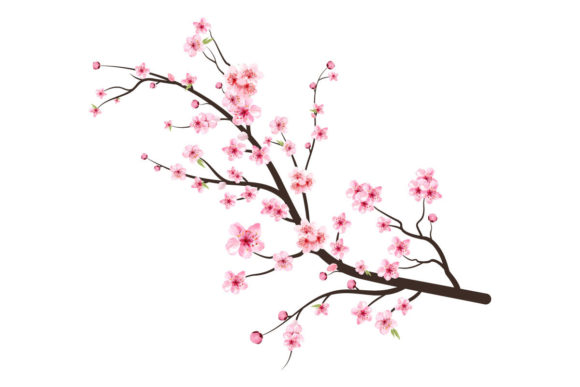 Cherry Blossom Tree Branch with Sakura: Graphic Templates