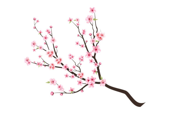 Cherry Blossom Watercolor for Graphic Templates