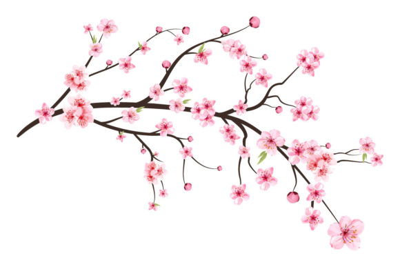 Cherry Blossom with Pink Sakura Flower Graphic Templates