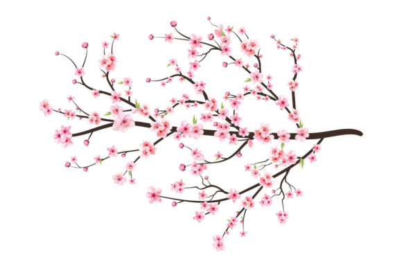 Cherry Blossom with Sakura Flower Vector: Graphic Templates