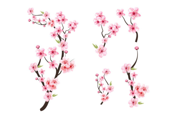 Watercolor Cherry Blossom Sakura Bud Graphic Templates Review